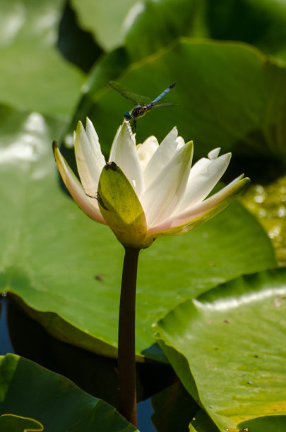 睡莲和蜻蜓