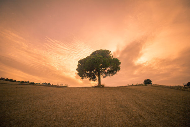 夕阳下孤零零的一棵树