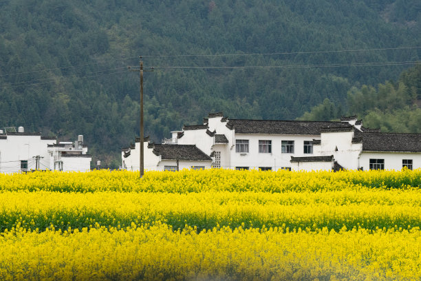 中国江西婺源最美的春油菜花田