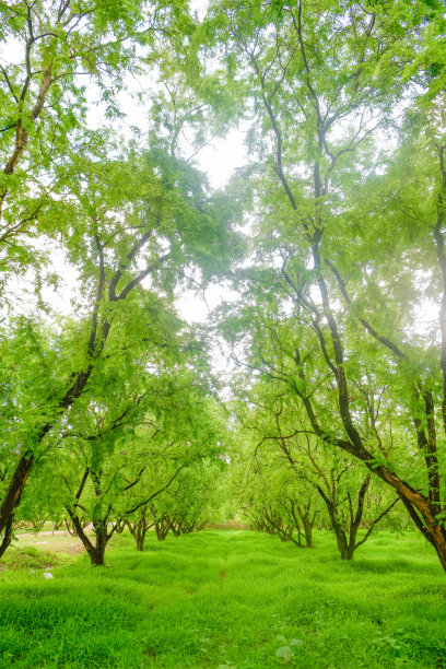 夏季阳光在亚洲热带野生自然森林