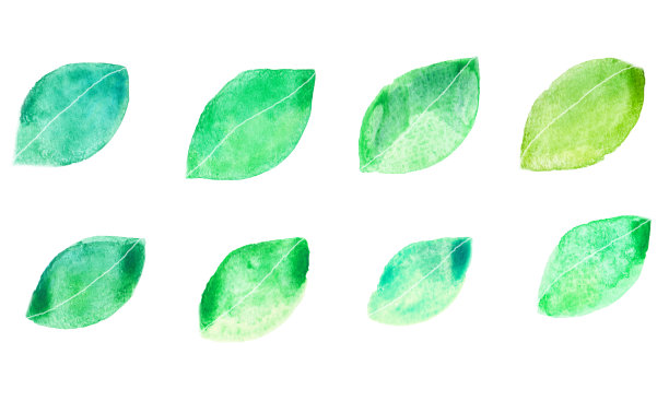 手绘水彩树叶