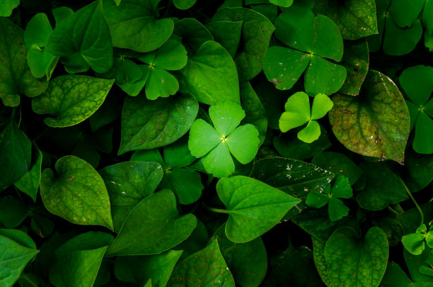 叶色深绿，色泽鲜嫩