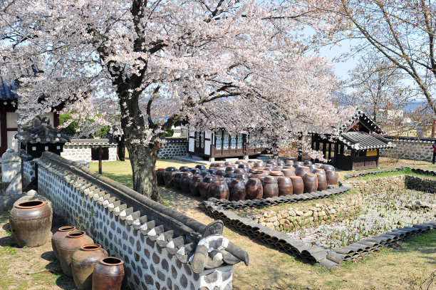 大兴东川的春色樱花盛开。