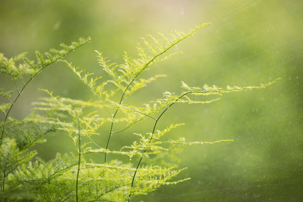 芦笋，芦笋草，绿色室内植物特写。芦笋的叶子在绿色的背景上。绿色植物在家里。