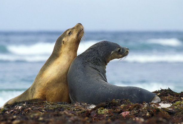 澳大利亚海狮，雌，澳大利亚