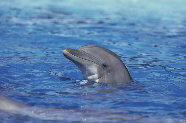 宽吻海豚，截断的tursiops，成年头部出水