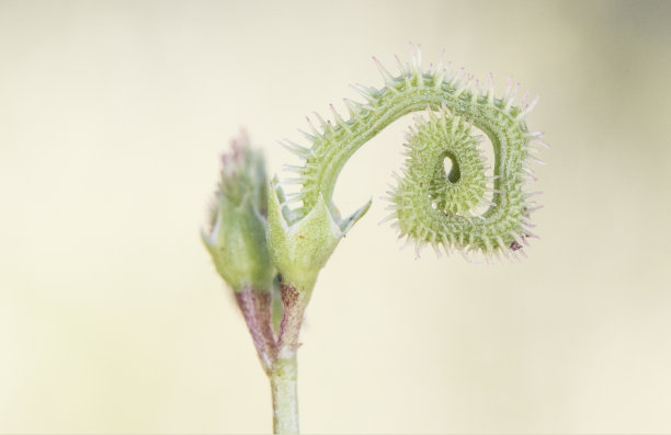 蝎尾:一种毛虫属植物或多刺蝎尾的小豆科植物，开黄色小花，结非常奇特的毛虫状果实