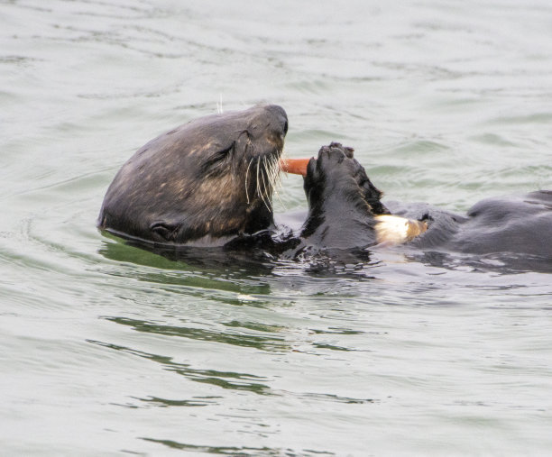 埃尔克霍恩沼泽的海獭