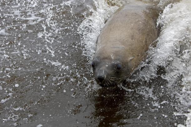 在纳米比亚的十字角，南非海狗，母海狗在海浪上玩耍