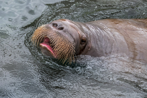海象(Odobenus rosmarus)在水中游泳，头部近距离显示胡须/触须