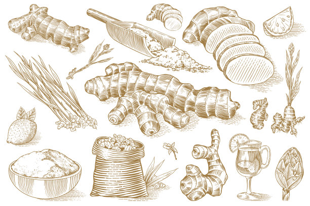 生姜，切碎的根茎，新鲜植物，袋及玻璃杯茶。矢量雕刻手绘草图。组件集合。排毒香料