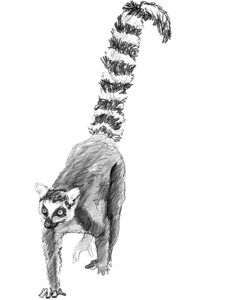 铅笔素描狐猴，马达加斯加