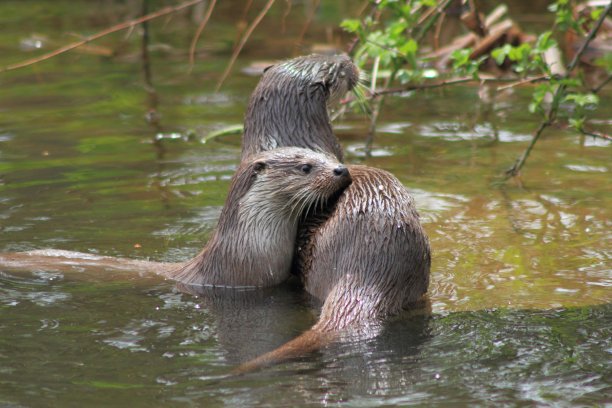 两只水獭在玩耍和打架