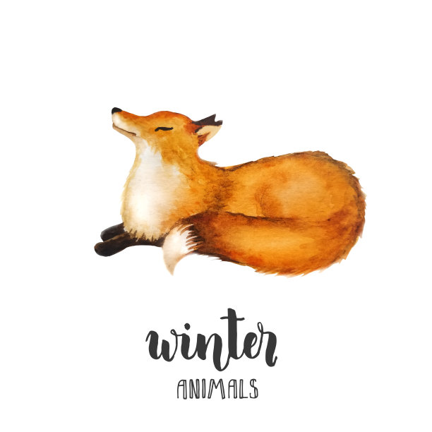 水彩红狐狸孤立在白色。可爱的狐狸。水彩插图。冬天的动物。圣诞节,新年