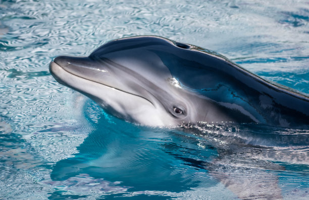 海豚头在水里