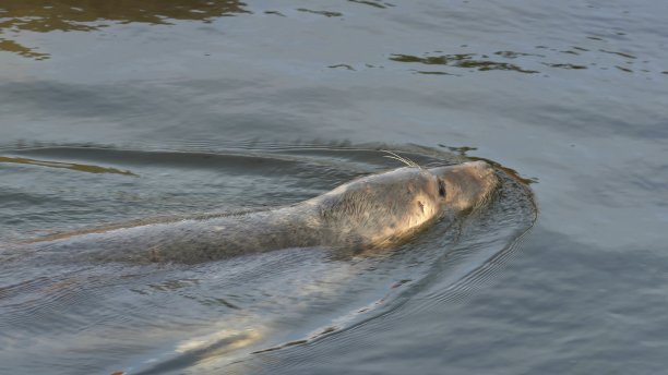 灰色海豹在波兰水上公园游泳池游泳