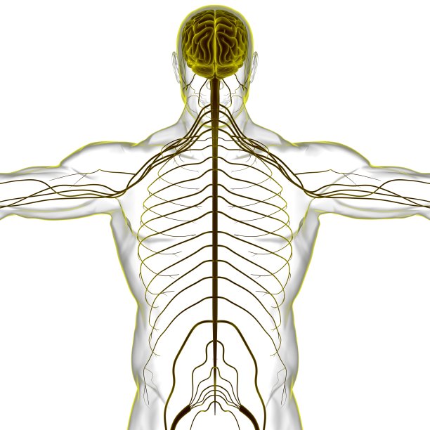 用于医学概念3D渲染的人脑解剖