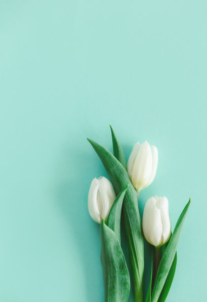 温柔的白色郁金香在柔和的绿松石背景。妇女节贺卡。