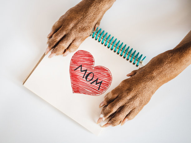 可爱的棕色小狗。特写，室内，俯视图