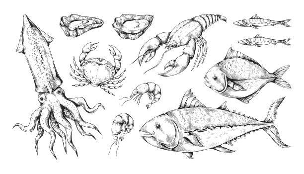 素描海鲜。海鱼、章鱼、鱿鱼和龙虾。线条艺术日本金枪鱼。美食集。雕刻贝类或甲壳类动物。手绘海洋动物。向量的背景
