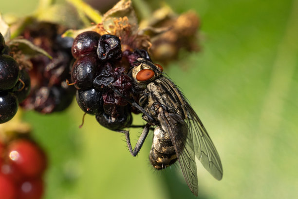 一只苍蝇吸黑莓的微距镜头
