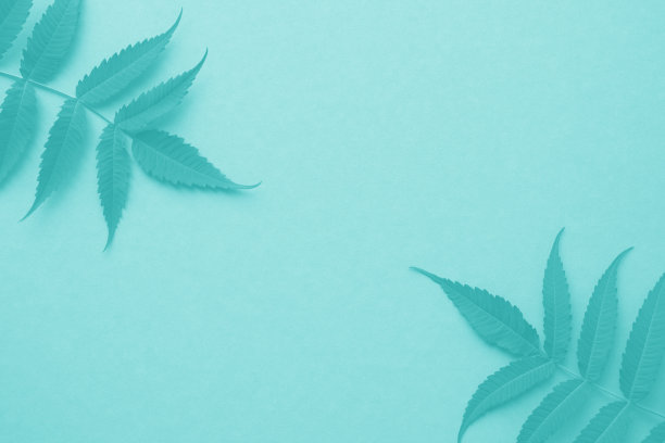 在平坦的背景上用树叶做成的框架。蒂芙尼蓝或绿松石蓝和绿色。文本。