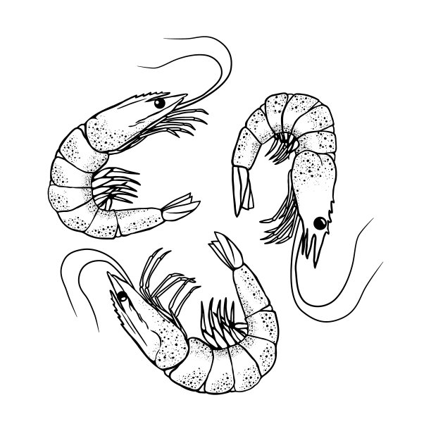 库存矢量虾手绘草图海鲜插画