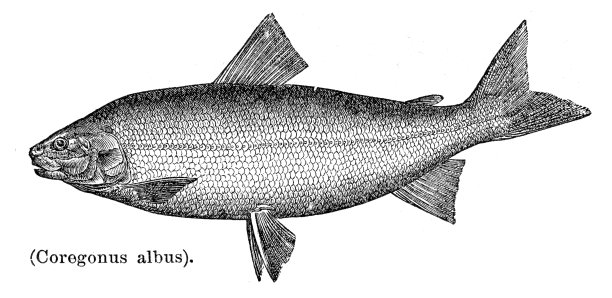 伊利湖常见的白鱼雕刻1897年
