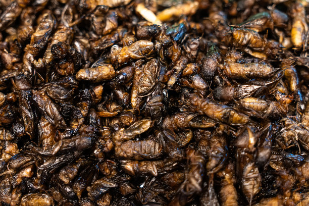 炸蝗虫，，，蛹街头小吃摊贩摊位，在泰国唐人街，高蛋白食品，小吃，背景炸蚱蜢..夜市。异国风情的泰国街头小吃。