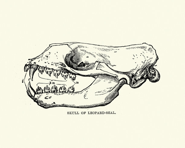 豹海豹的头骨(海蛇)