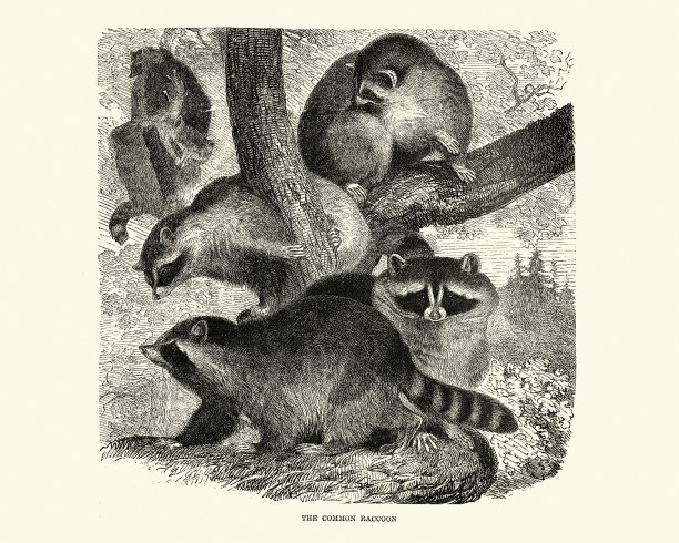 浣熊群(Procyon lotor)